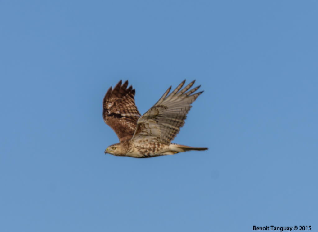 Red-tailled Hawk / Buse a queue rousse