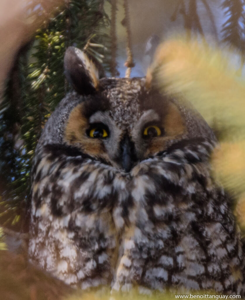 Long-eared owl / Hibou moyen-duc