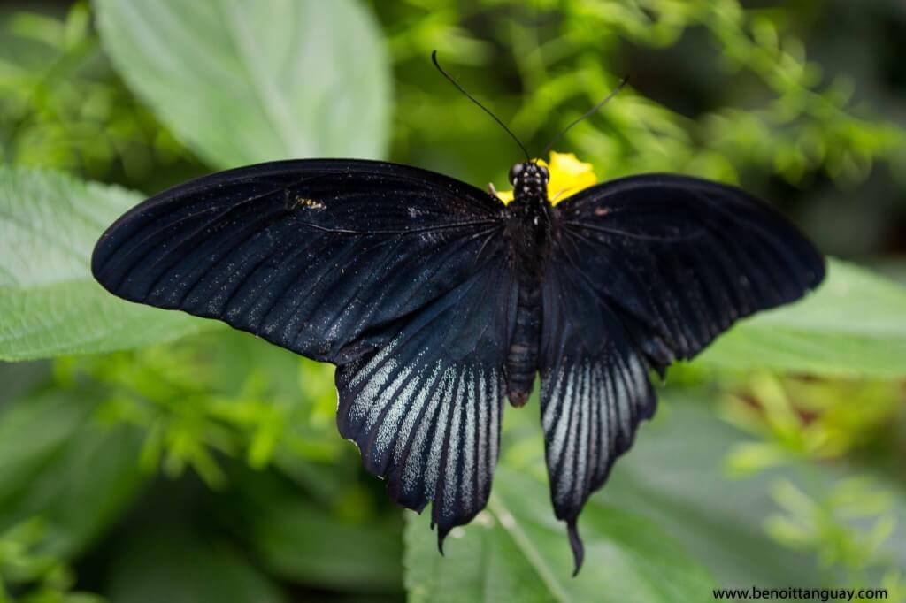 Papillon en liberté