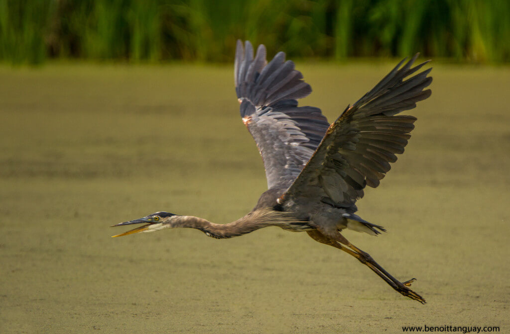 Grand heron en vol