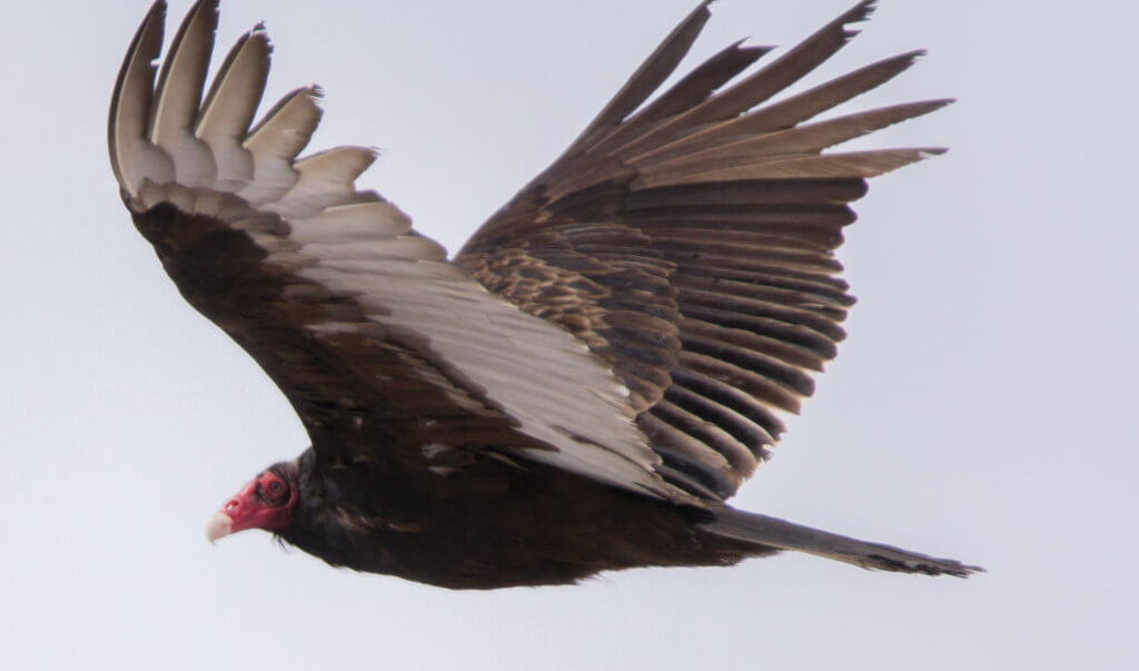 Urubu à tête rouge / Turkey vulture