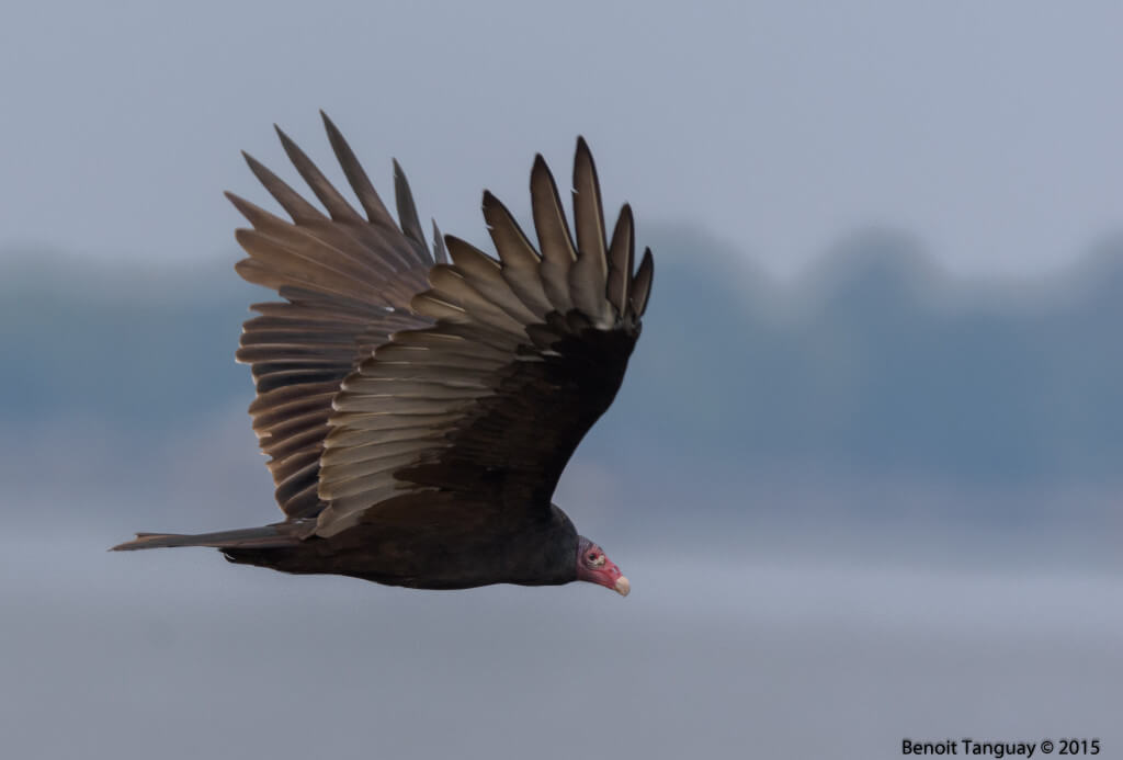Turkey vulture / Urubu a tete rouge