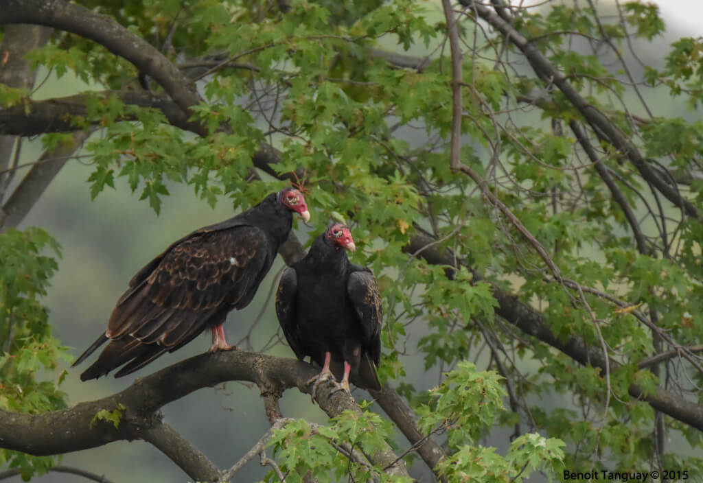 Turkey vulture / Urubu a tete rouge