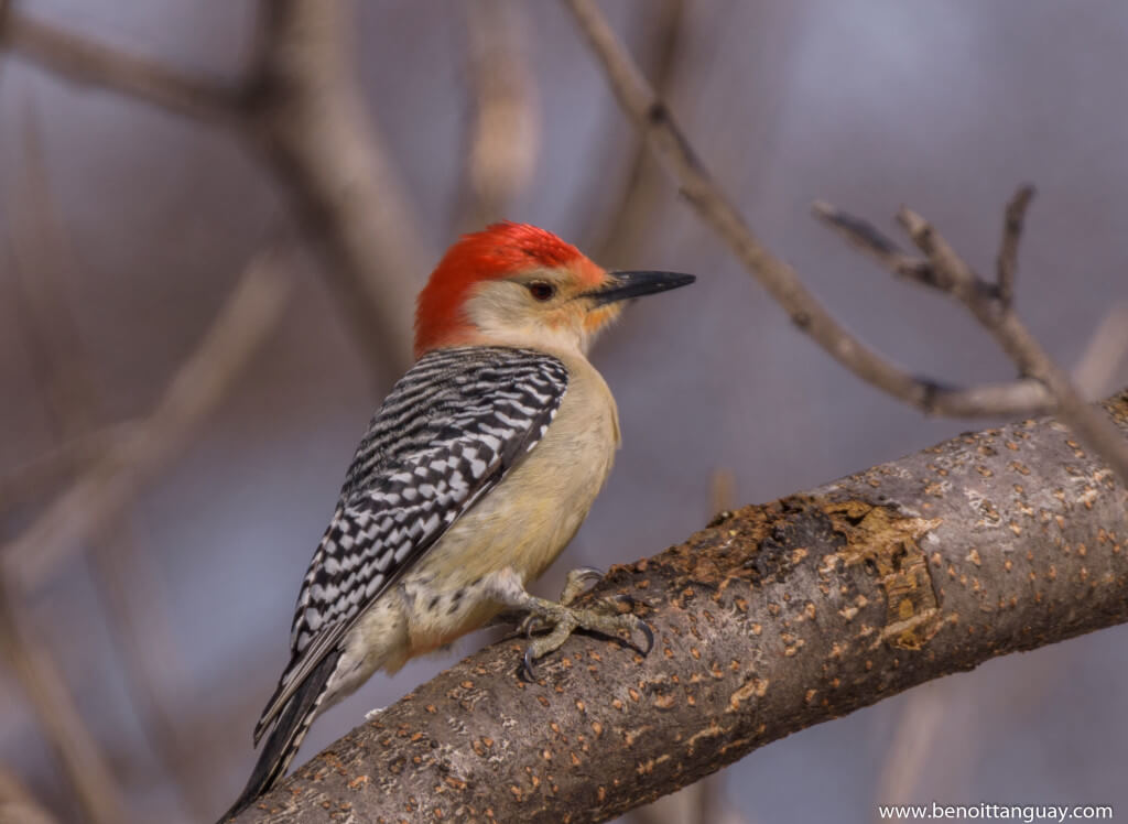 Pic à ventre roux / Red-bellied woodpecker
